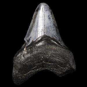 Natural History - Juvenile Megalodon Giant Shark Fossil Tooth