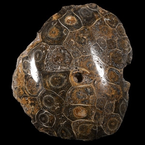 Natural History - Fossil Hexagonaria Coral