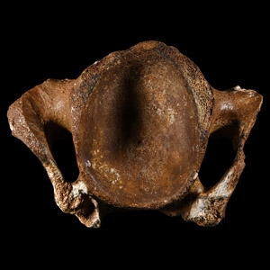 Natural History - Fossil Woolly Rhinoceros Vertebra