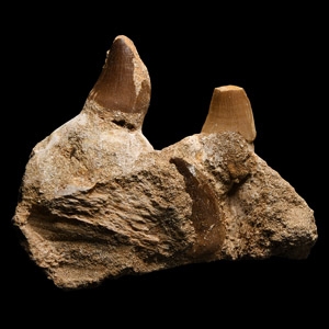 Natural History - Mosasaur Fossil Jaw Section