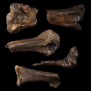 Natural History - Fossil Bird Bone Group