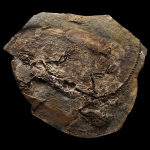 Natural History - Fossil Barasaurus Skeleton