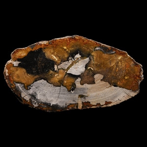 Natural History - Fossil Wood Slice