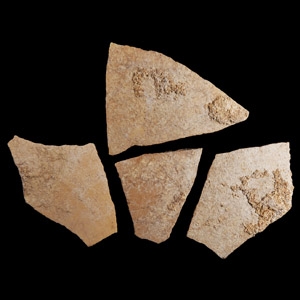 Natural History - Giant Elephant Bird Eggshell Group