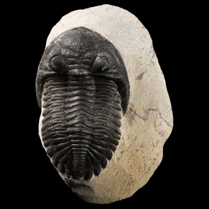Natural History - Barrandei Fossil Trilobite