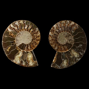 Natural History - Cut and Polished Fossil Ammonite Halves