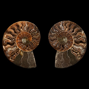 Natural History - Cut Fossil Ammonite Halves