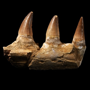 Natural History - Mosasaur Fossil Jaw Section