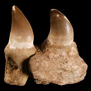 Natural History - Mosasaur Fossil Jaw Section