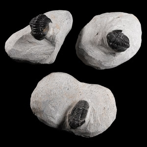 Natural History - Fossil Morocops Trilobite Group