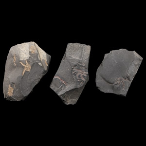 Natural History - Fossil Brittle Star Group