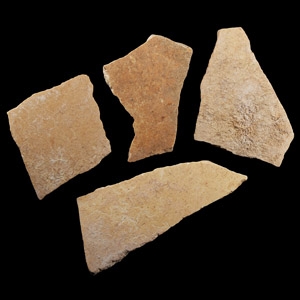 Natural History - Giant Elephant Bird Eggshell Group