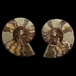 Natural History - Cut Fossil Ammonite Halves