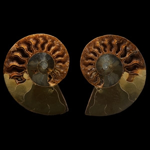 Natural History - Cut Fossil Ammonite Halves