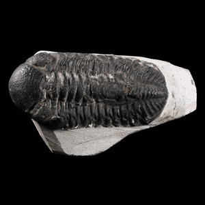 Natural History - Fossil Mesacristata Trilobite