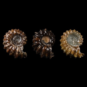 Natural History - Polished Douvilleiceras Ammonite Group