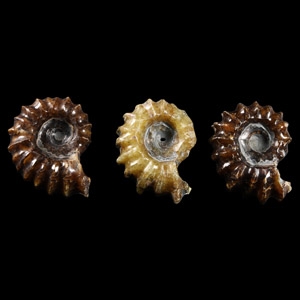 Natural History - Polished Douvilleiceras Ammonite Group