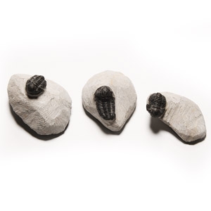 Natural History - Fossil Morocops Trilobite Group