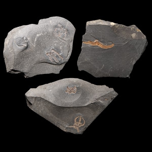 Natural History - Fossil Brittle Star Group