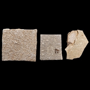 Natural History - Fossil Fly Group