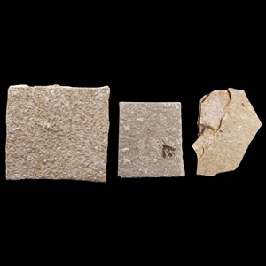 Natural History - Fossil Fly Group