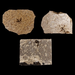 Natural History - Fossil Fly Group