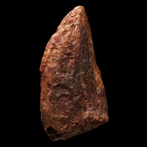 Natural History - Fossil African T-Rex Dinosaur Tooth