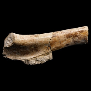 Natural History - Deltadromeus Dinosaur Fossil Leg Bone Section