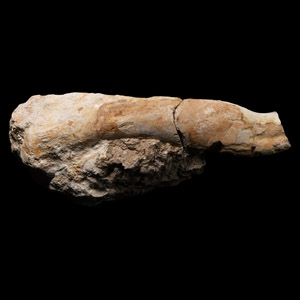 Natural History - Deltadromeus Dinosaur Fossil Bone Section