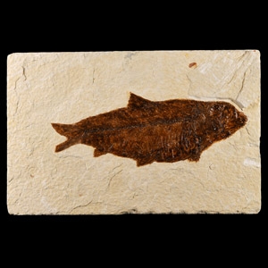 Natural History - Large Fossil Diplomystus Fish