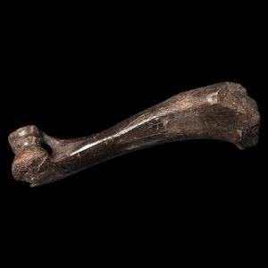 Natural History - Fossil Wild Boar Leg Bone