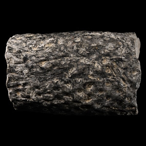 Natural History - Lepidodendron Fossil Tree Trunk Section