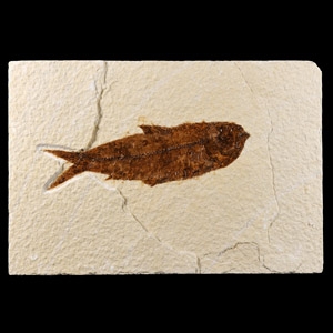 Natural History - Knightia Fossil Fish in Matrix