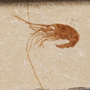 Natural History - Fossil Shrimp in Matrix