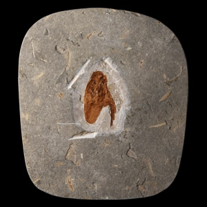 Natural History - Fossil Cockroach in Matrix