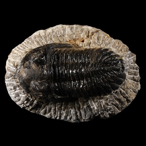 Natural History - Fossil Barrandei Trilobite