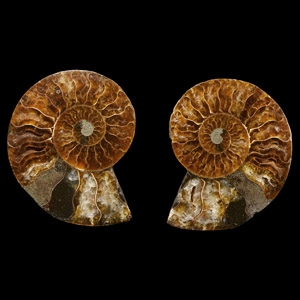 Natural History - Cut Fossil Ammonite Halves