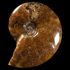 Natural History - Cleoniceras Fossil Ammonite