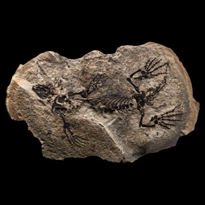 Natural History - Fossil Barasaurus Skeleton