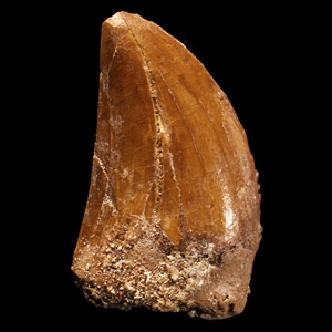 Natural History - Fossil African T-Rex Dinosaur Tooth