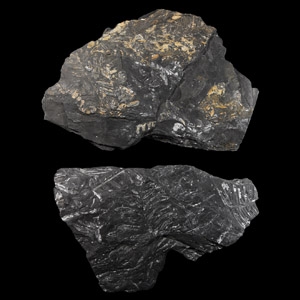 Natural History - White Pecopteris Fossil Fern Group