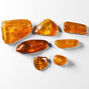 Natural History - Insects in Baltic Amber Group