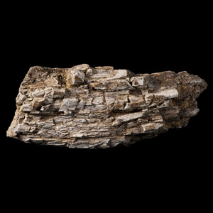 Natural History - Fossil Allosaurus Dinosaur Rib Bone Section