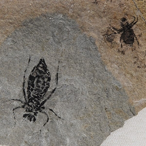 Natural History - Fossil Dragonfly Larvae