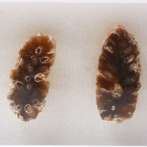 Natural History - Cut Fossil Pine Cone