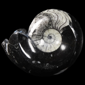 Natural History - Fossil Sporadoceras Goniatite