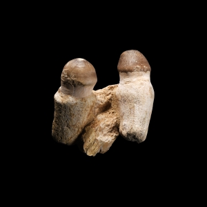 Natural History - Mosasaur Fossil Jaw Section