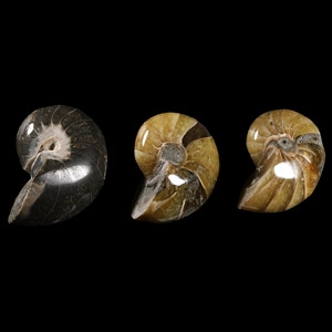 Natural History - Fossil Nautilus Group