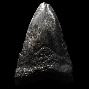 Natural History - Megalodon Giant Shark Fossil Tooth