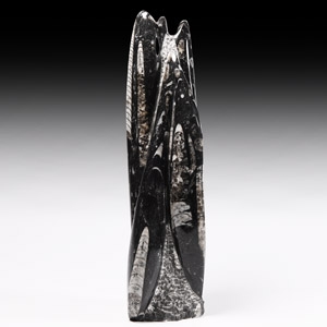 Natural History - Fossil Orthoceras Tower